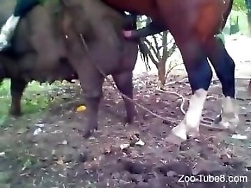 pop zoo